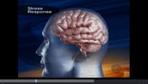 Effects of Chronic Stress on the Brain – a CBS Video Short